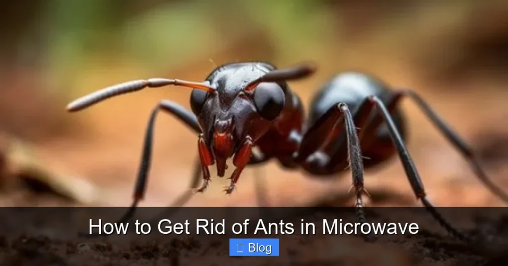 How to Get Rid of Ants in Microwave