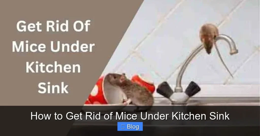 How to Get Rid of Mice Under Kitchen Sink