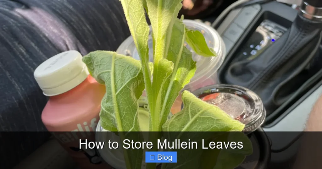 How to Store Mullein Leaves