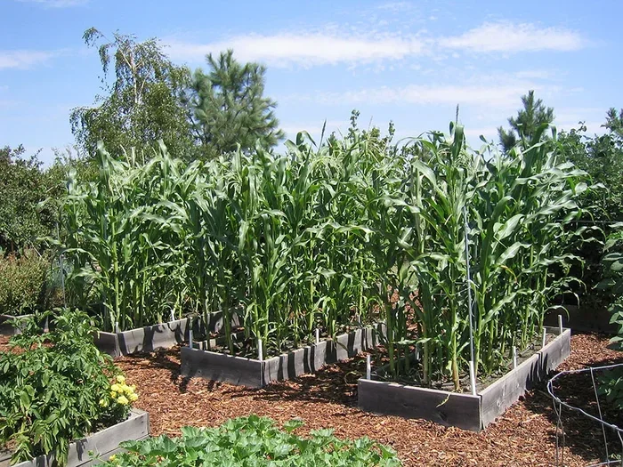 Is Corn a Vegetable