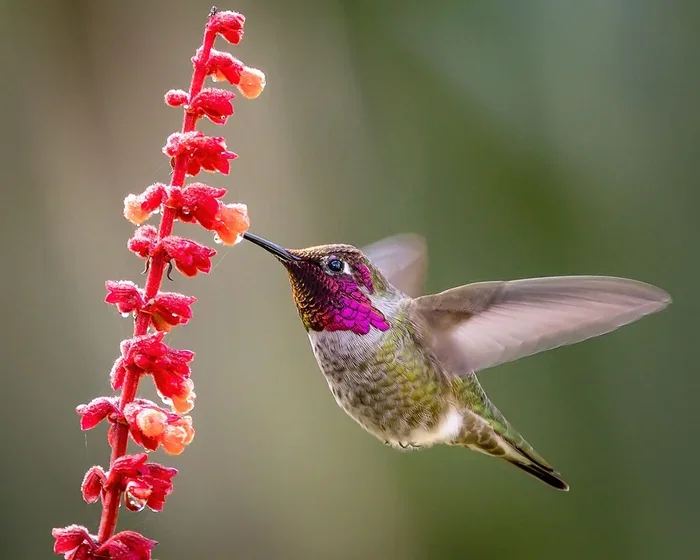 Homemade Hummingbird Food Recipe Sugar Water Ratio