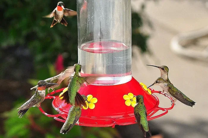 Hummingbird Food Recipe