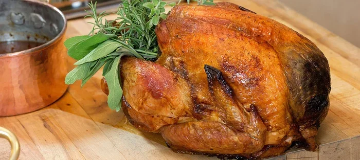 Young Turkey