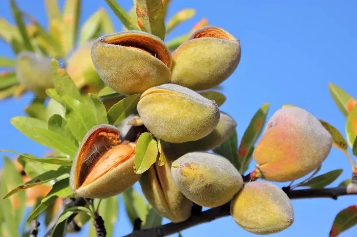 Are Almonds Tree Nuts