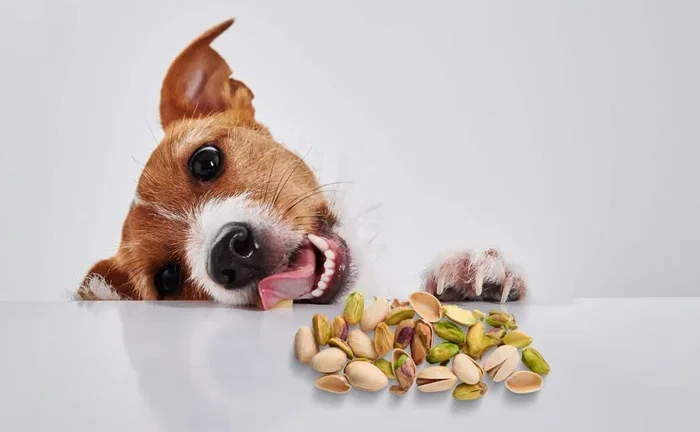 Can Dogs Eat Pistachios