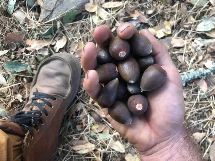 Are Acorns Edible