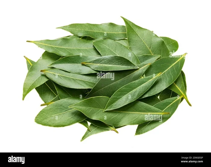 Bay Leaf