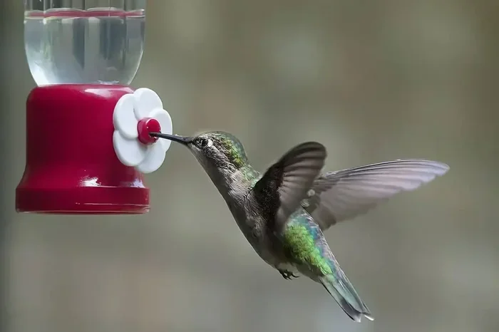 Hummingbird Nectar Recipe
