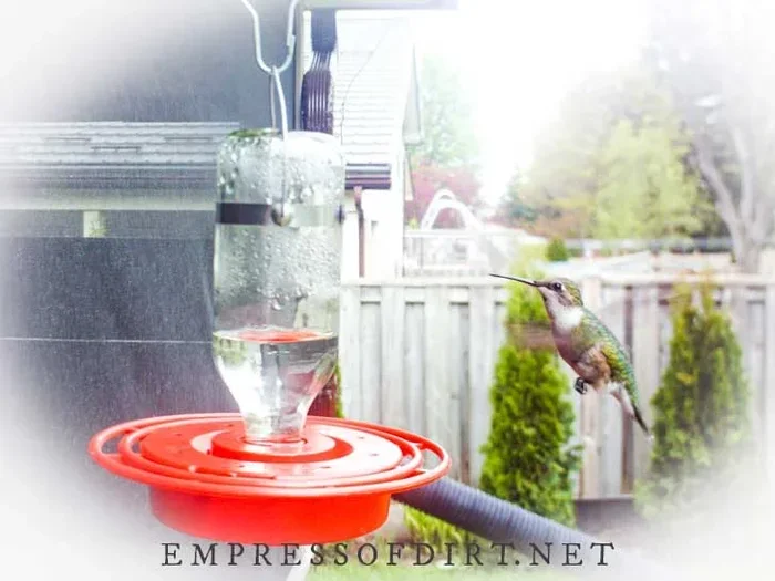 Hummingbird Food Recipe Sugar Water