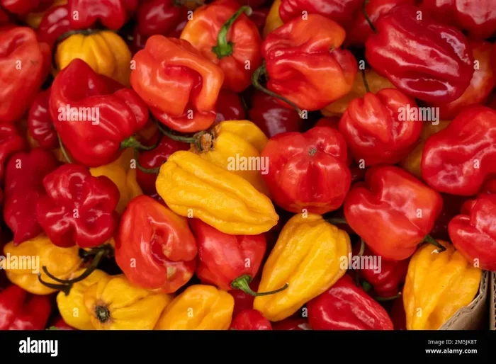 Scotch Bonnet Scoville